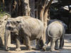 Un deuxième éléphant meurt du virus de l'herpès au zoo de Zurich