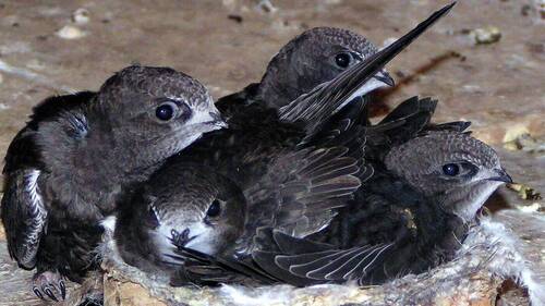 Comment les oiseaux supportent la chaleur estivale