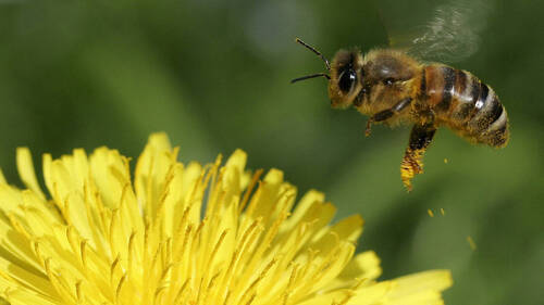 Le recul des glaciers pourrait impacter la santé des abeilles