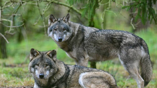 La Suisse comprend désormais 43 meutes de loups