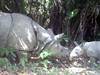 26 rhinocéros de Java tués par des braconniers depuis 2018