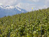 Le Valais veut moderniser son vignoble