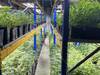 Plus de 13'000 plants de marijuana saisis à Zwingen et Breitenbach