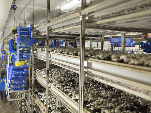Les Suisses consomment toujours plus de champignons