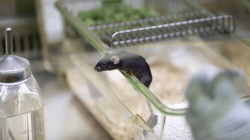 L'IA pour mieux détecter la douleur chez les souris de laboratoire