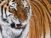 Un tigre errant sur un campus bouleverse l'agenda
