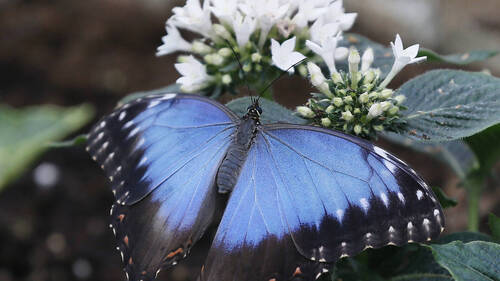 Les fortes chaleurs ternissent l'éclat du papillon morpho