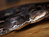 Un python de 5 mètres avale une femme en Indonésie