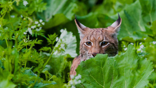 Accidents, braconnage: le lynx reste vulnérable en Suisse