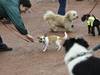 La Ville de Genève améliore les espaces de liberté pour les chiens
