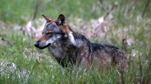 Les attaques de loups aux Grisons en net recul à fin juillet