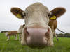 Vaches européennes menacées par une maladie liée au réchauffement