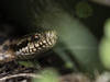 Plus de 40 morsures de serpents venimeux indigènes en 2021