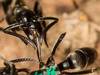 Des fourmis sécrètent des antibiotiques pour se soigner