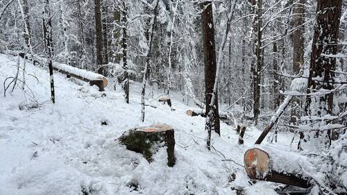 Des jeunes abattent illégalement des arbres dans une forêt grisonne