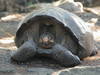 Galapagos: une nouvelle espèce de tortue détectée par ADN