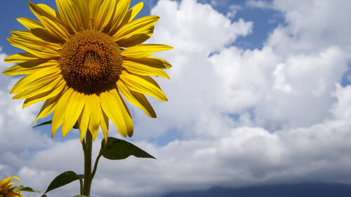 Berges de Vessy: les horloges biologiques au coeur d'une exposition