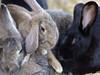 Un virus mortel pour les lapins se propage en Suisse