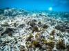 La grande barrière de corail victime d'un "vaste blanchissement"