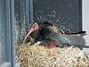 Première naissance d'ibis chauves en Suisse depuis 400 ans