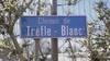 trefle blanc