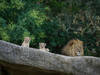 Mort du lion Mbali au zoo de Bâle
