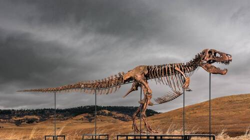 Un T-Rex vendu 50 millions de dollars à New York