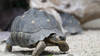 Trois espèces de tortues menacées sont arrivées au zoo de Zurich