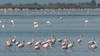 Nids de flamants roses détruits: société de production condamnée