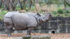 Un déséquilibré tente d'attaquer un rhinocéros au zoo de Bâle
