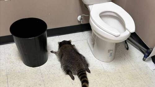 Un raton laveur cambrioleur retrouvé saoul dans un magasin d'alcool