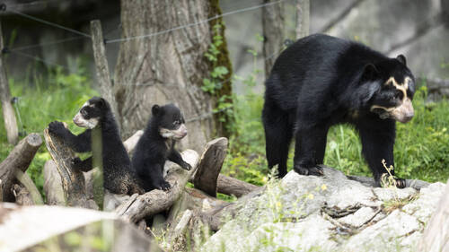 Progéniture chez les ours à lunettes du zoo de Zurich