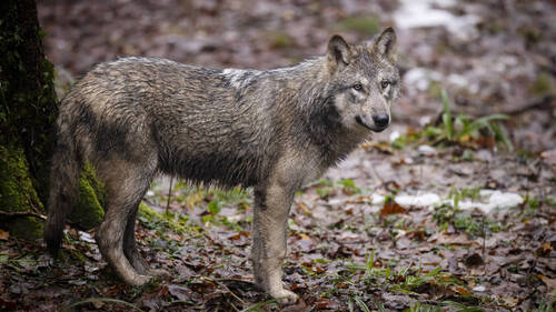 Les mesures de régulation du loup portent leurs fruits