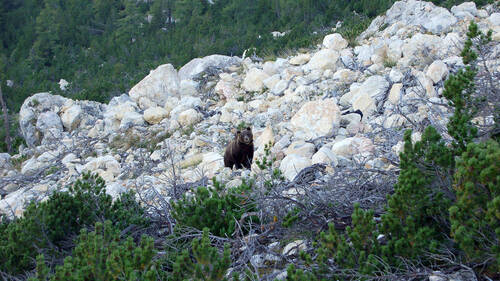 L'ours fait son retour dans le Val Poschiavo (GR)