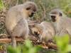 Des traditions sociales chez les singes vervets