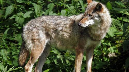 Le loup pourrait être repoussé par des odeurs (étude de l'UniNE)