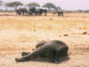 Migration massive d'éléphants au Botswana à cause du manque d'eau