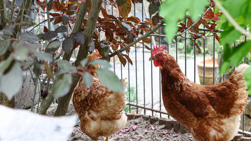 Thônex (GE): la ferme s'invite en ville