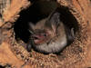 Le Parc des Evaux à Onex accueille la Nuit des chauves-souris