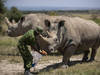 RDC: réintroduction de rhinocéros blancs d'Afrique du Sud