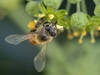 Les abeilles produisent des nutriments pour leur flore intestinale