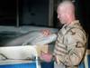 Des dauphins protègent la base russe de Sébastopol, selon Londres