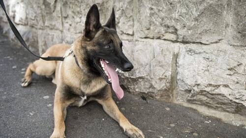 Brésil: saisie record de cannabis grâce à un chien renifleur