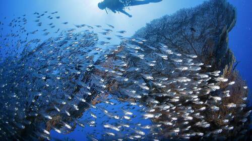 Caraïbes: les récifs coralliens réduits de moitié depuis 1980
