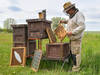 Le petit coléoptère des ruches à nouveau sous surveillance
