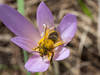 Nouvelle liste rouge: 45% des abeilles sauvages menacées
