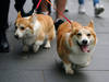 Orphelins, les corgis d'Elizabeth II adoptés par son fils Andrew