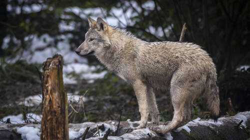 Valais: tous les loups de la meute d'Augstbord peuvent être tirés