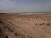 Irak: les gazelles de la réserve de Sawa décimées par manque d'eau