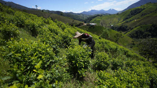 Colombie: épandage de glyphosate sur les champs de coca